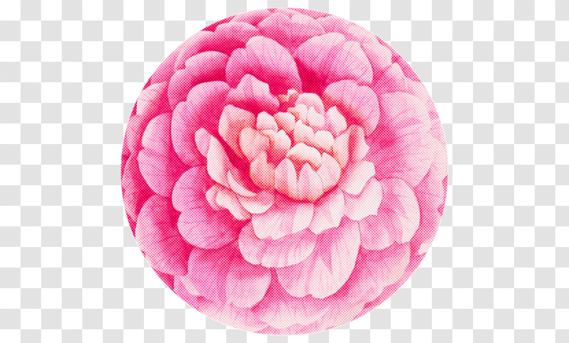 Pink Petal Plate Flower Plant Transparent PNG