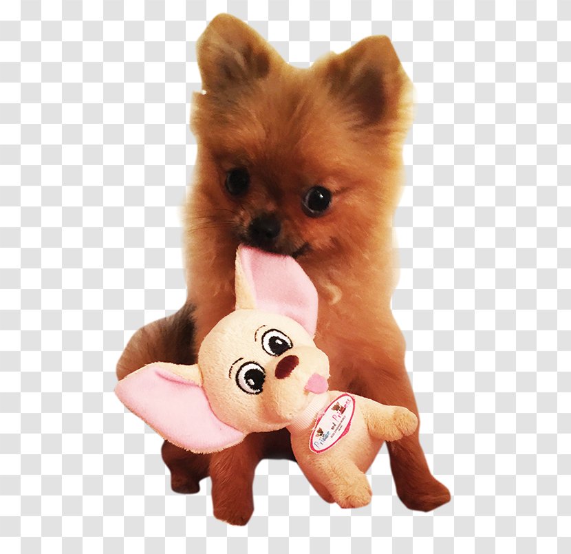 German Spitz Klein Pomeranian Finnish Puppy Transparent PNG