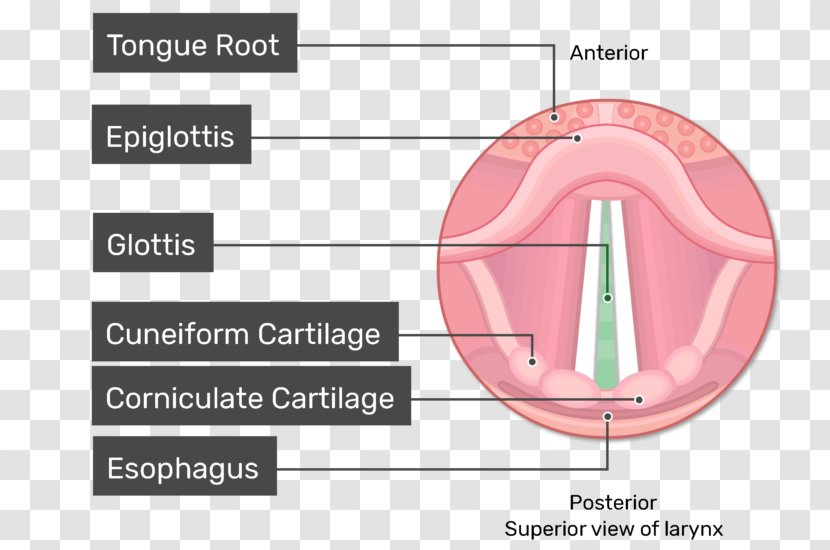 Glottis Larynx Vocal Folds Vestibular Fold Anatomy - Watercolor - Cartoon Transparent PNG