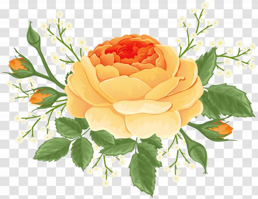 Orange Rose With White Flowers Clip Art Image - Order - Centifolia Roses Transparent PNG