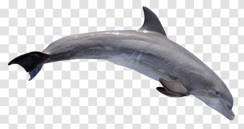 Common Bottlenose Dolphin Rough-toothed Clip Art - Fauna Transparent PNG