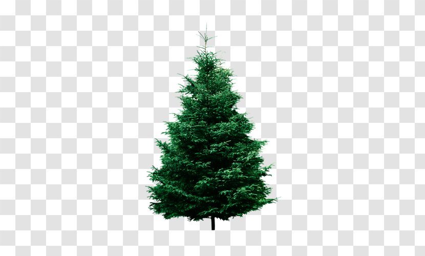 Pine Conifers Fir Tree Evergreen - Cedar Transparent PNG