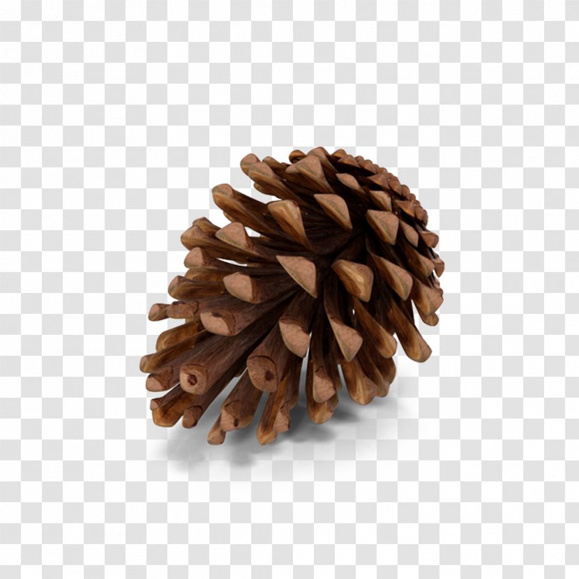 Fir Pine Conifer Cone - Christmas Tree - Cones Transparent PNG