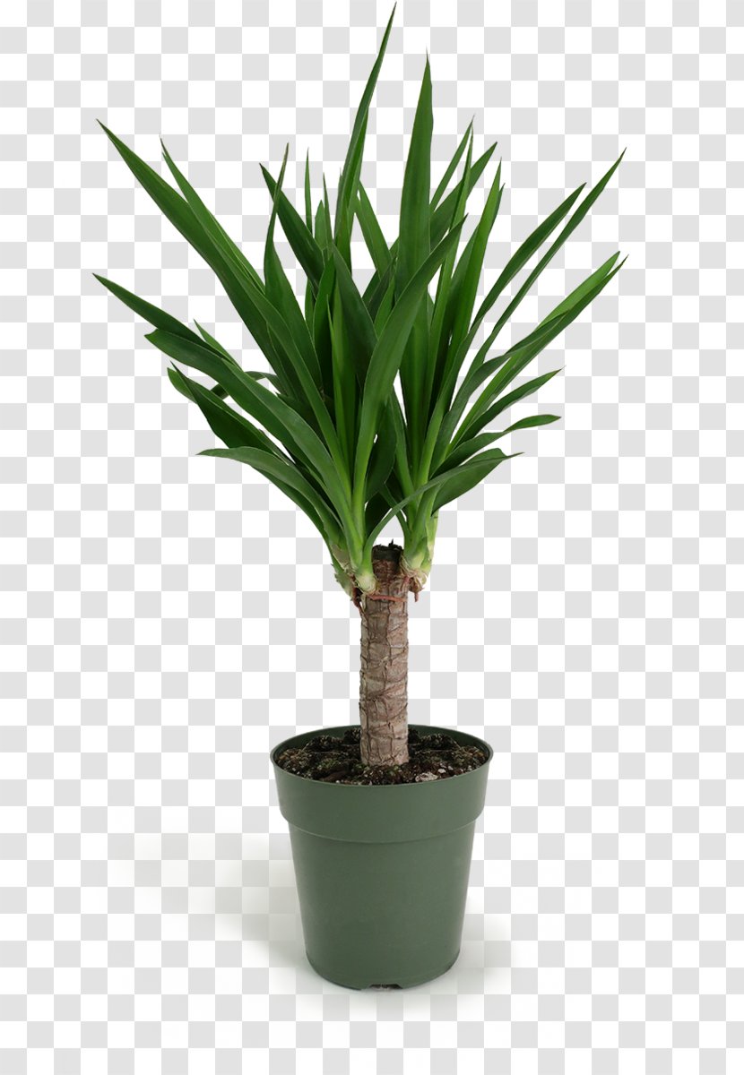 Cartoon Palm Tree - Flower - Perennial Plant Transparent PNG