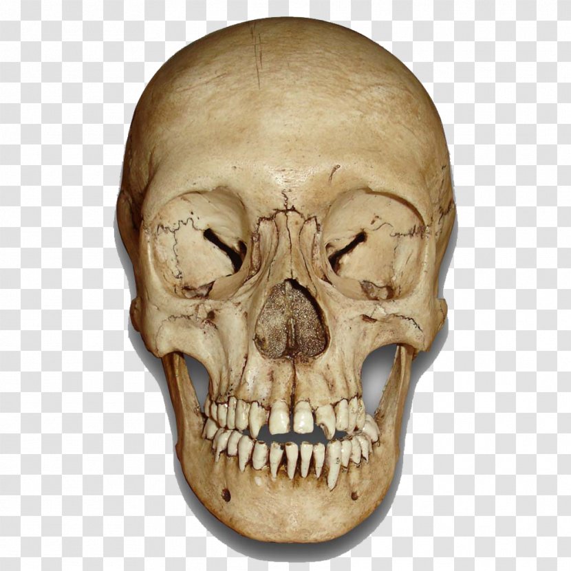 Skull Skeleton - Image Transparent PNG