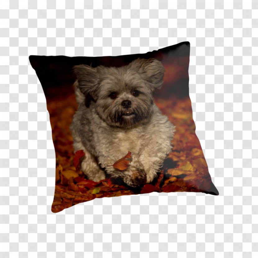 Morkie Affenpinscher Cairn Terrier Havanese Dog Border - Razas Nativas Vulnerables - Puppy Transparent PNG