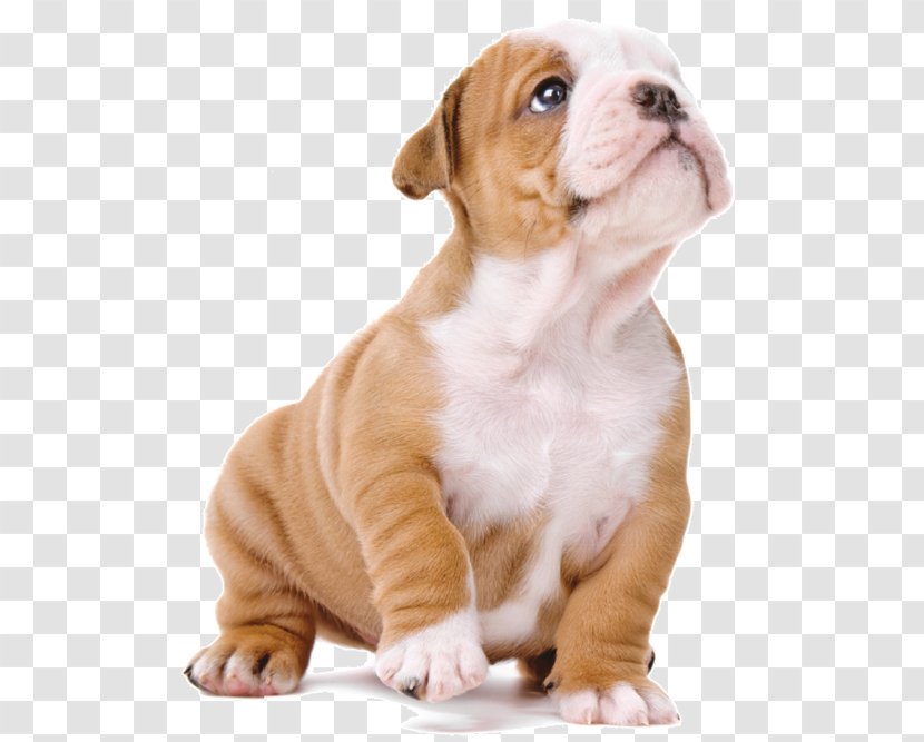 Old English Bulldog Olde Bulldogge Toy Valley Puppy - Cao Transparent PNG