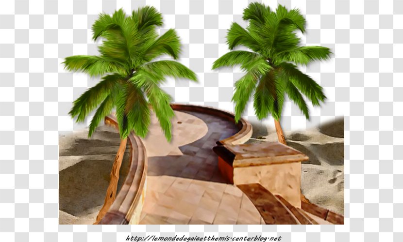 Summer Hit Single Centerblog - Tree - Palmier Plage Transparent PNG