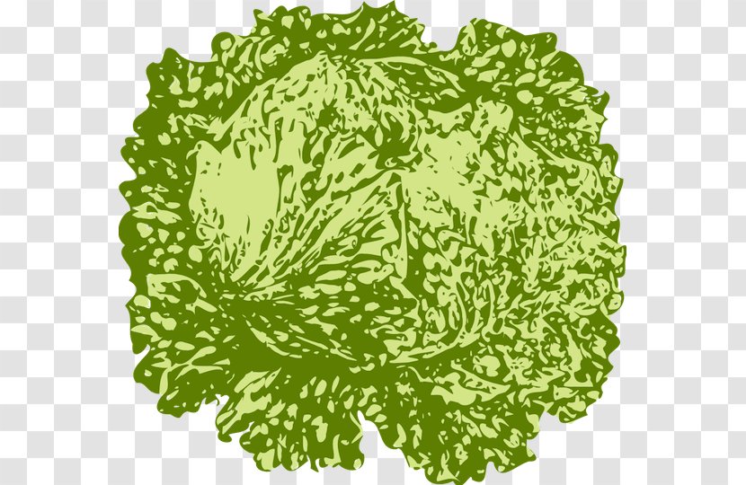 Vegetable Salad Iceberg Lettuce - Drawing - Vector Transparent PNG
