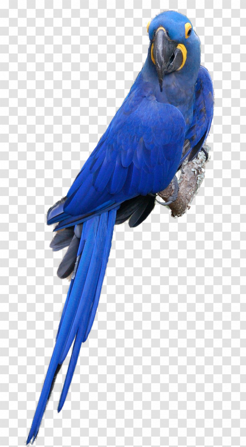 Scarlet Macaw Parrot Blue-and-yellow Bird Budgerigar Transparent PNG