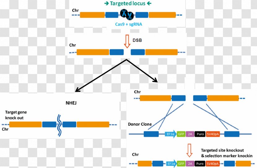 Genome Editing Transcription Activator-like Effector Nuclease CRISPR Gene Knockout Knockin - Induced Transparent PNG