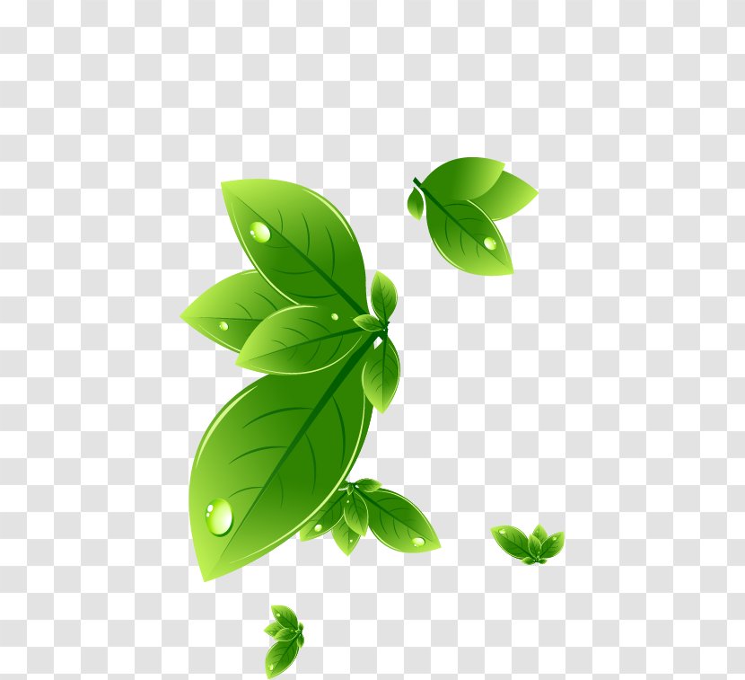 Leaf Swag - Photography - Green Transparent PNG