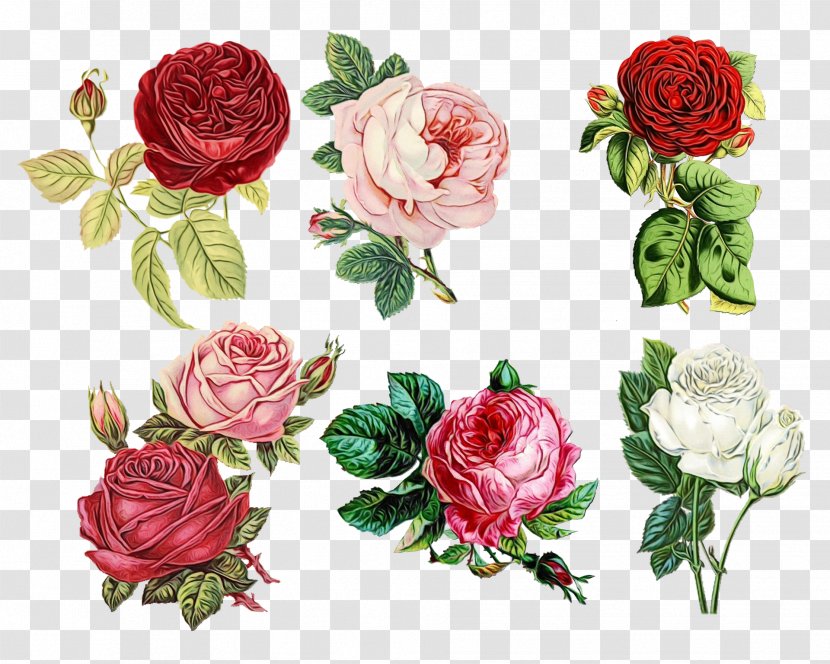 Garden Roses - Rose - Flowering Plant Cut Flowers Transparent PNG