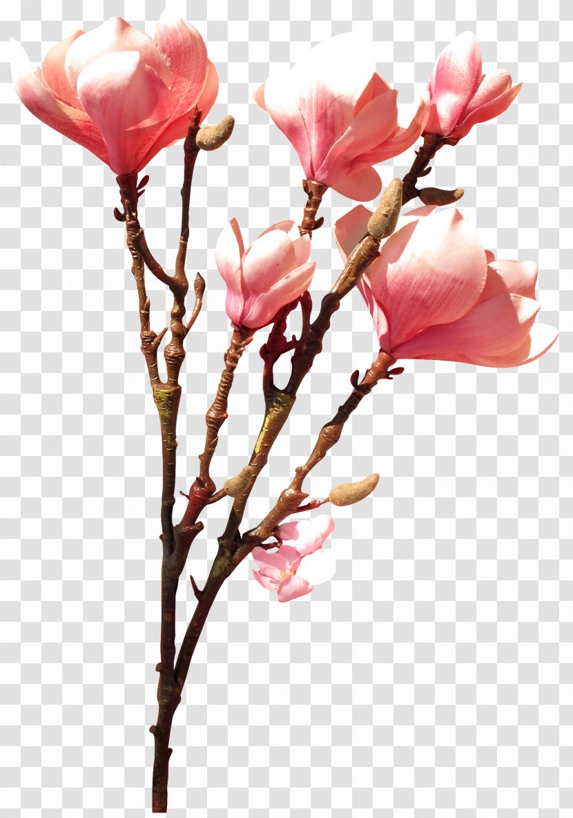 Garden Roses Cut Flowers Rosaceae - Magnoliaceae - MEXICAN FLOWERS Transparent PNG
