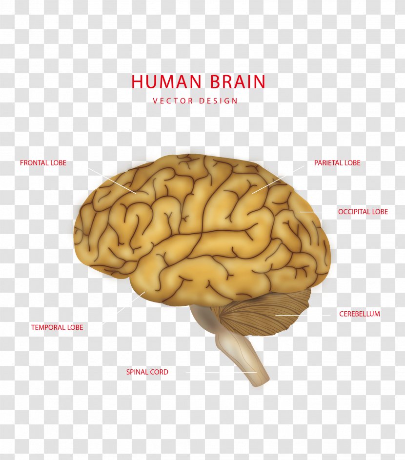Brain Human Body Euclidean Vector Structure - Tree - Creative Transparent PNG