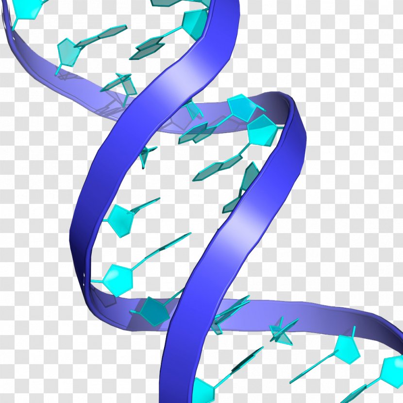DNA Nucleic Acid Double Helix Genetic Testing Stock Photography Biology - Technology Floating Elements Transparent PNG