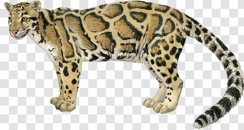 Leopard Jaguar Cheetah Ocelot Wildcat Transparent PNG