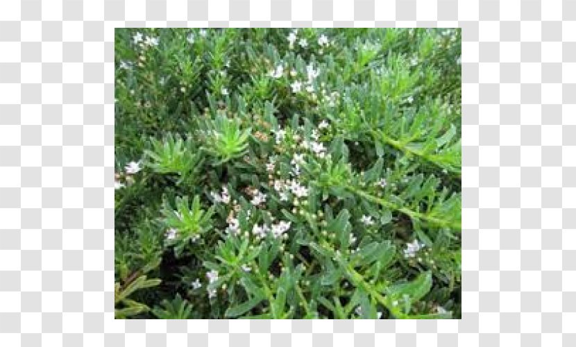 Myoporum Parvifolium Groundcover Soil Plant Laetum - Confederatejasmine - Rose Myrtle Transparent PNG
