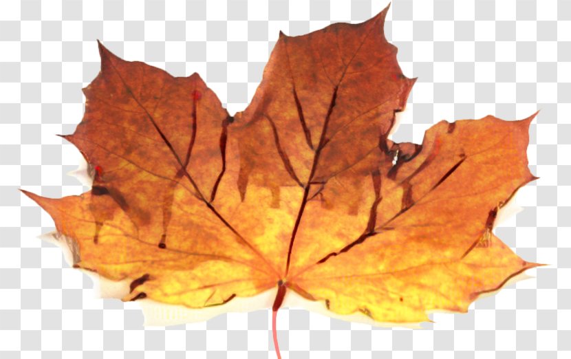 Canada Maple Leaf - Woody Plant - Beech New Mexico Transparent PNG