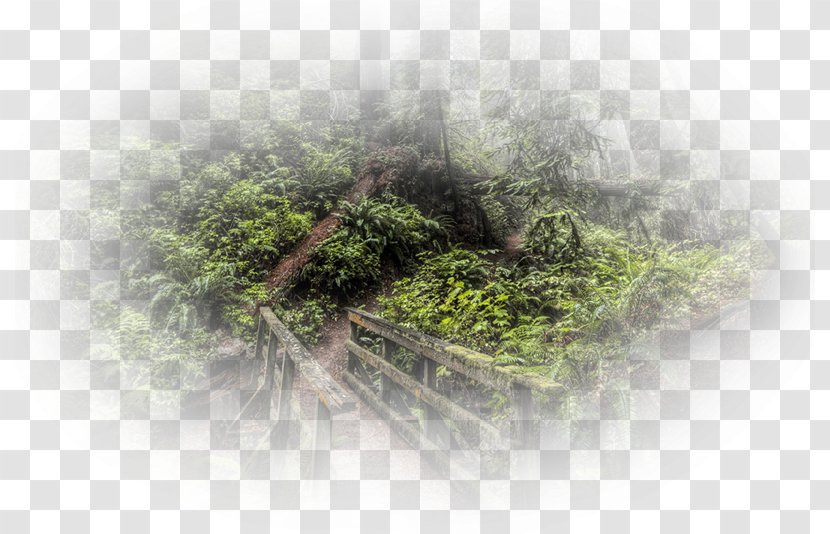 Desktop Wallpaper Tree Computer - Grass Transparent PNG