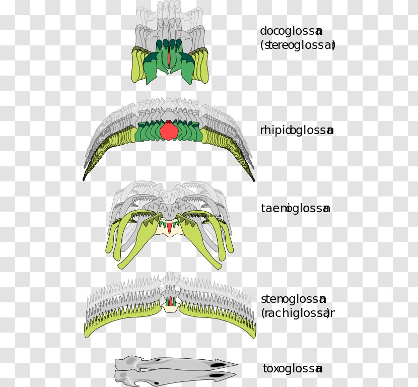 Gastropods Prosobranchia Radula Snail Tooth - Organism Transparent PNG