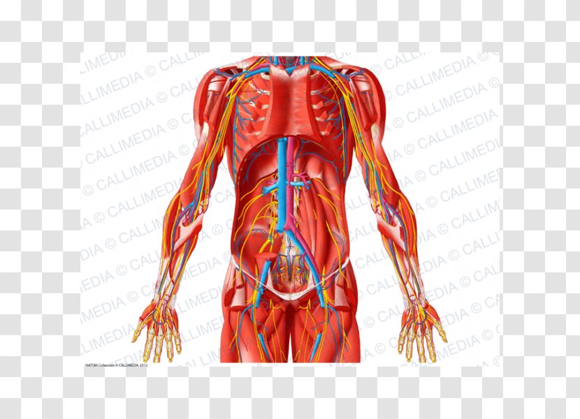 Abdomen Anatomy Blood Vessel Pelvis Muscle - Frame - Flower Transparent PNG