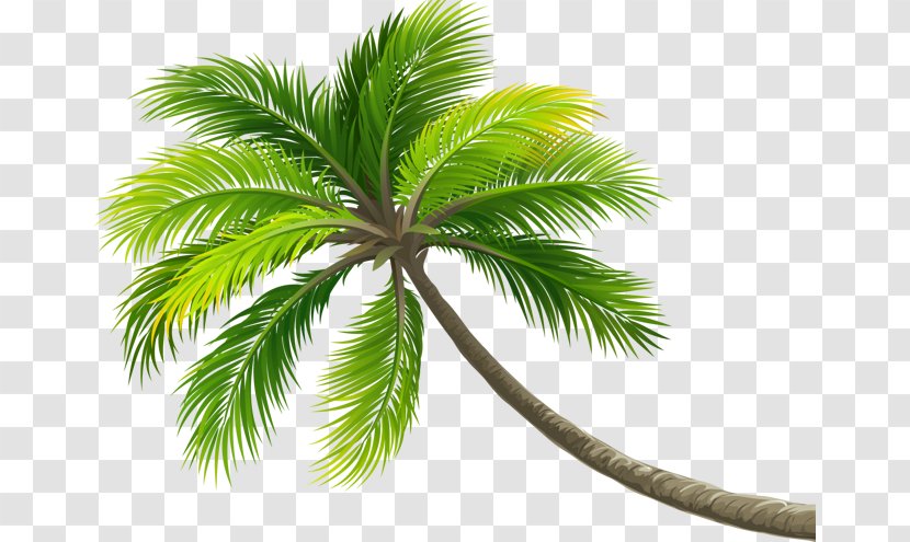 Coconut Tree Arecaceae Computer File Transparent PNG