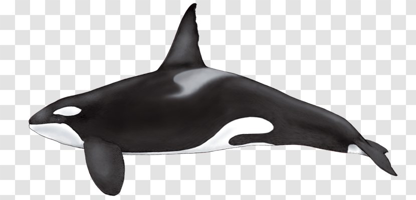 False Killer Whale Cetaceans Dolphin Shamu Transparent PNG