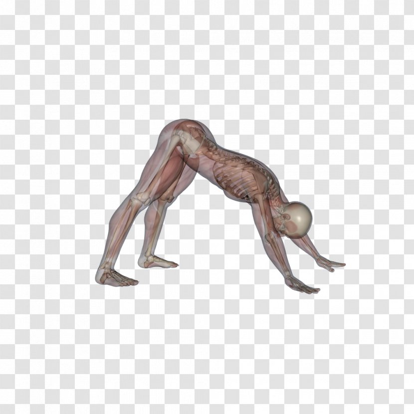 Yawn Pandiculation Myofascial Release Stretching - Health - Yoga Dogs Transparent PNG