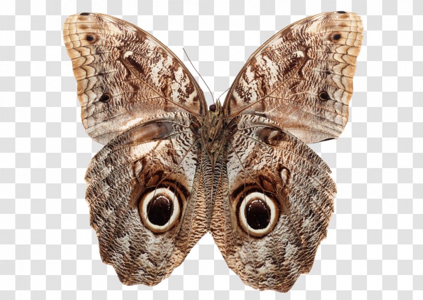 Butterfly Stock Photography Royalty-free Depositphotos - Royaltyfree Transparent PNG