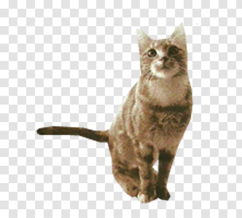 European Shorthair Burmese Cat California Spangled Aegean German Rex - Cute Transparent PNG