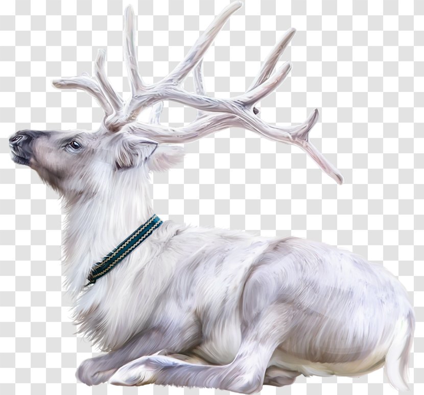 Reindeer Image Animal - Norway Transparent PNG