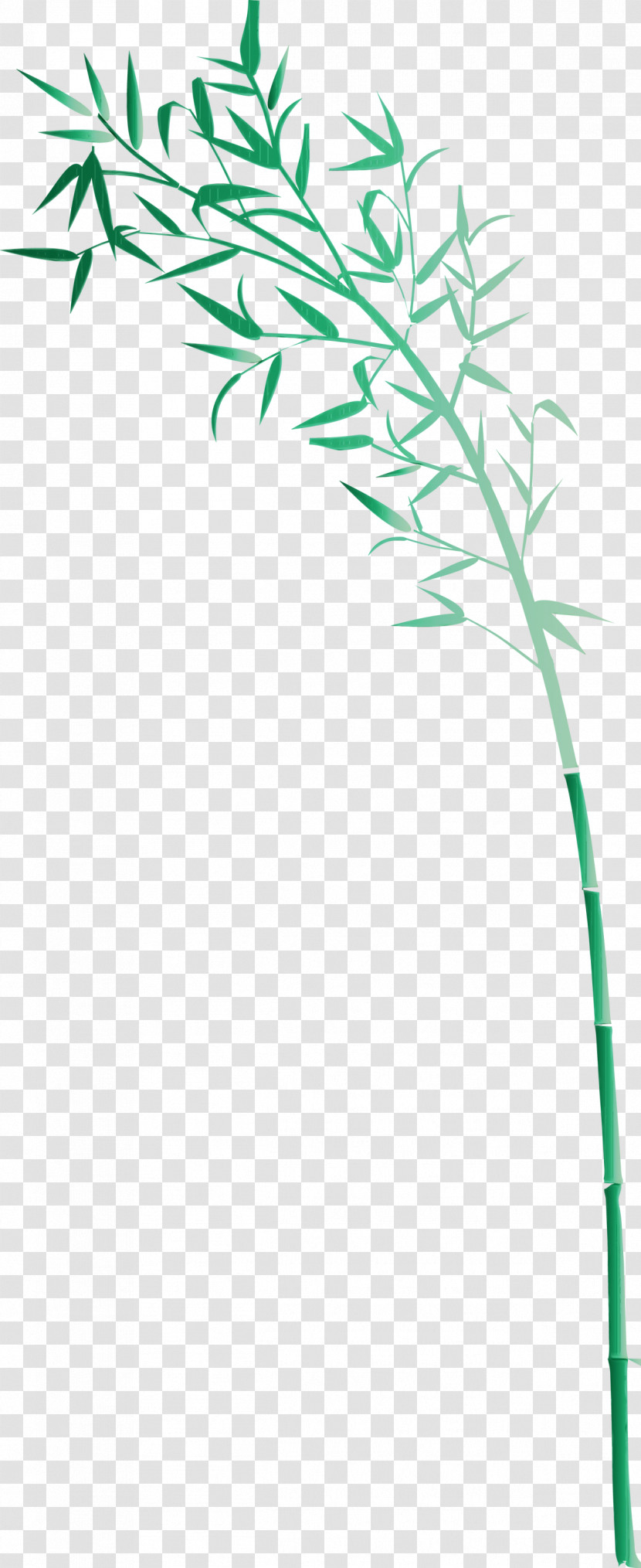 Green Plant Stem Plant Leaf Grass Family Transparent PNG