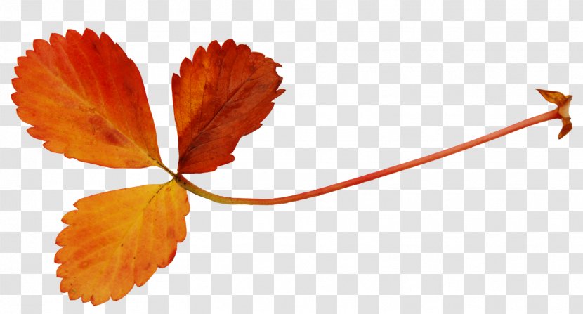 Leaf Autumn Clip Art - Plant Stem - Leaves Transparent PNG