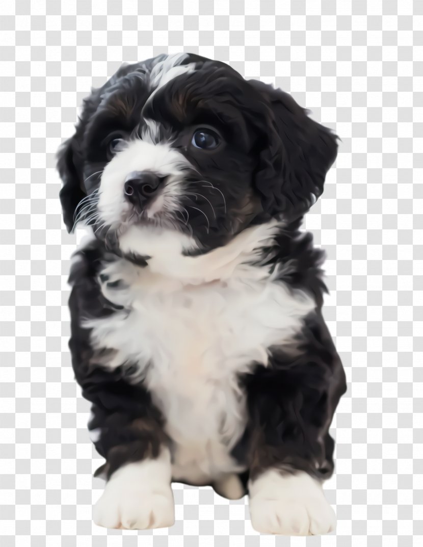 Cute Border - Companion Dog - Collie Shihpoo Transparent PNG