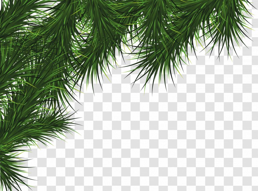 Fir Pine Cedar Tree - Christmas - Fir-tree Image Transparent PNG