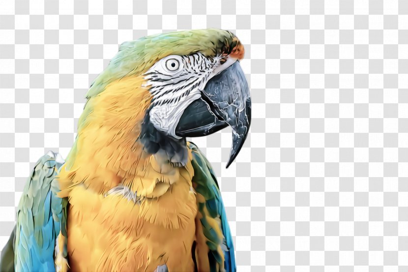 Bird Macaw Parrot Beak Parakeet - Wildlife Adaptation Transparent PNG