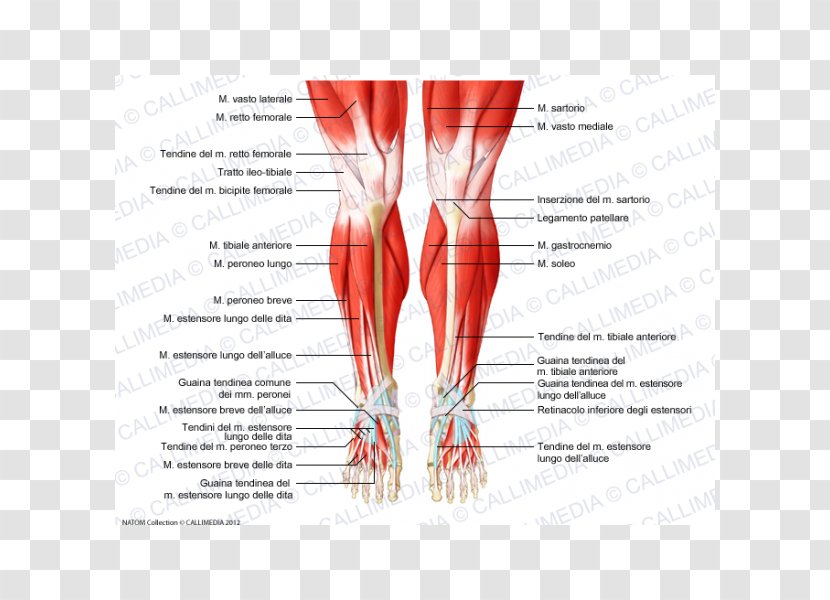 Knee Muscle Human Anatomy Muscular System - Cartoon - Rectus Femoris Transparent PNG