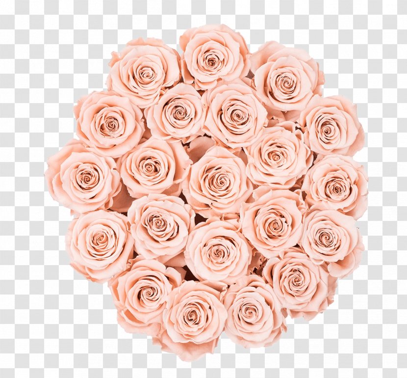 Garden Roses Cabbage Rose Cut Flowers Floral Design - Petal - Bridal Pink Grace Flowerbox Transparent PNG