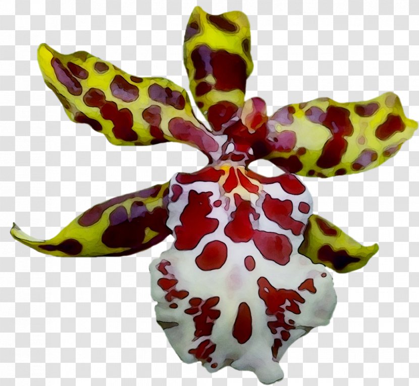 Moth Orchids Magenta - Flowering Plant Transparent PNG