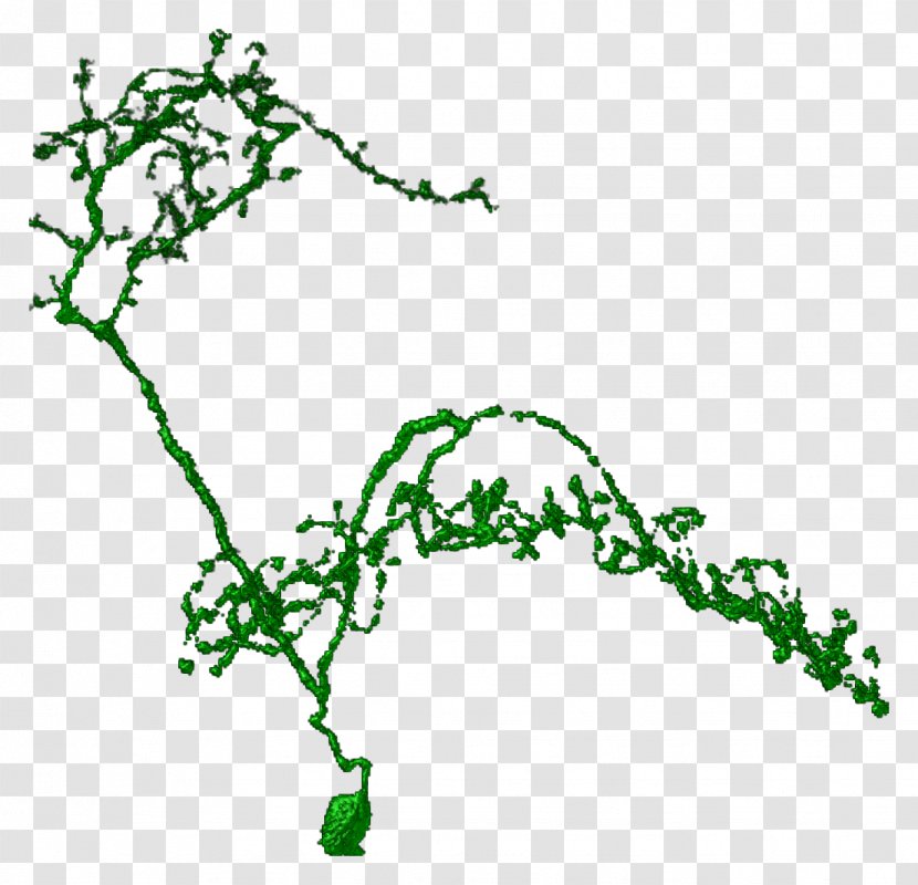 Leaf Green Plant Stem Line Clip Art - Branch - Segmentation Transparent PNG