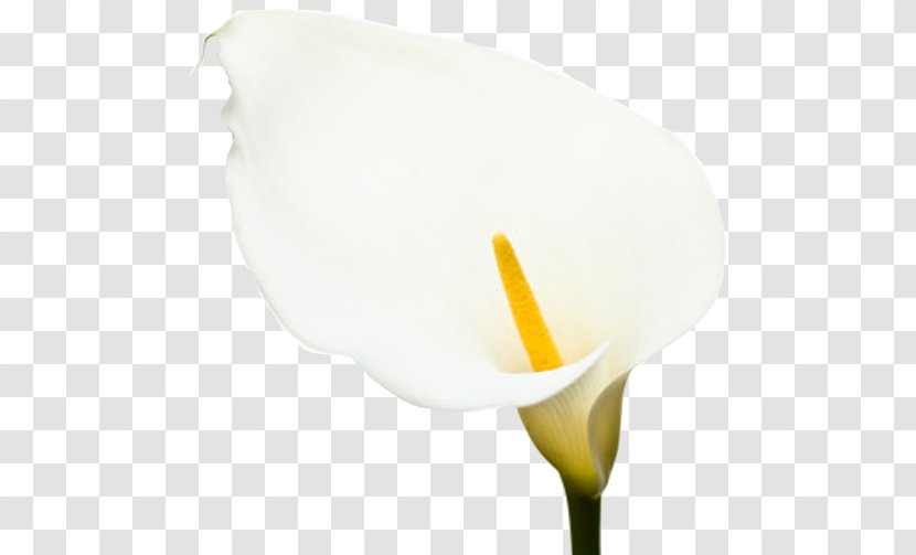 Calas - Flower - Design Transparent PNG