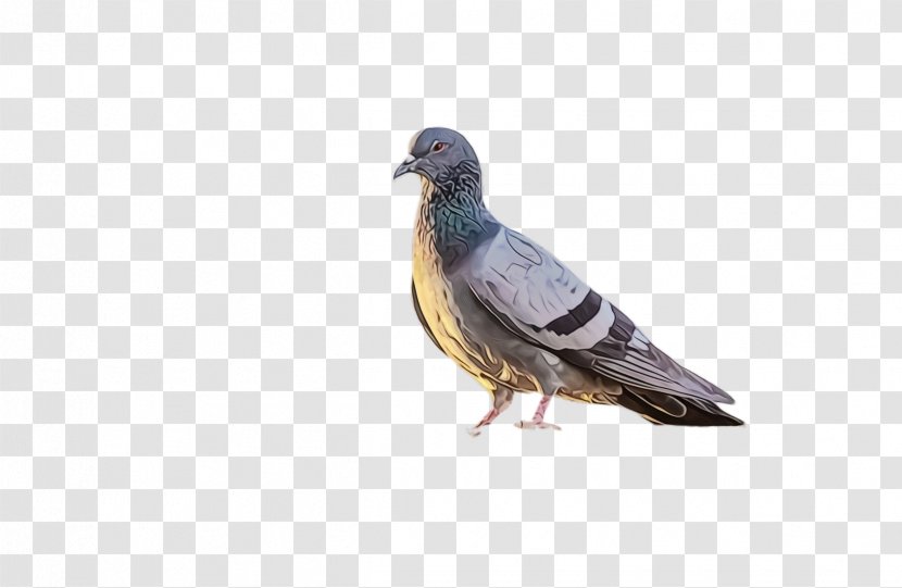 Swallow Bird - Pigeons And Doves - Rock Dove Transparent PNG