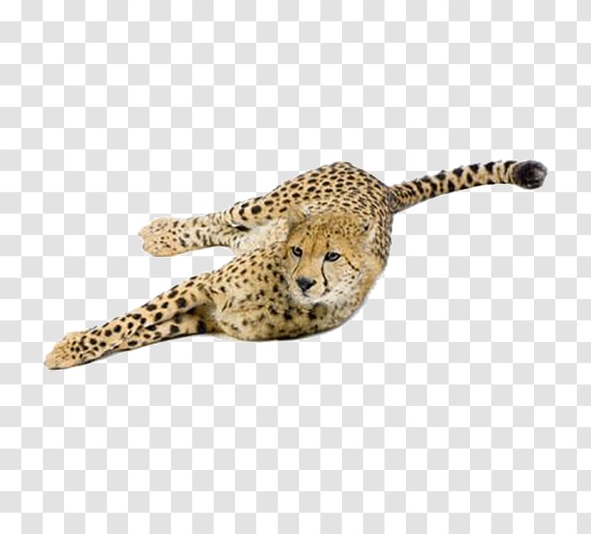Cheetah Leopard Cat Eurasian Lynx Felidae - Istock Transparent PNG
