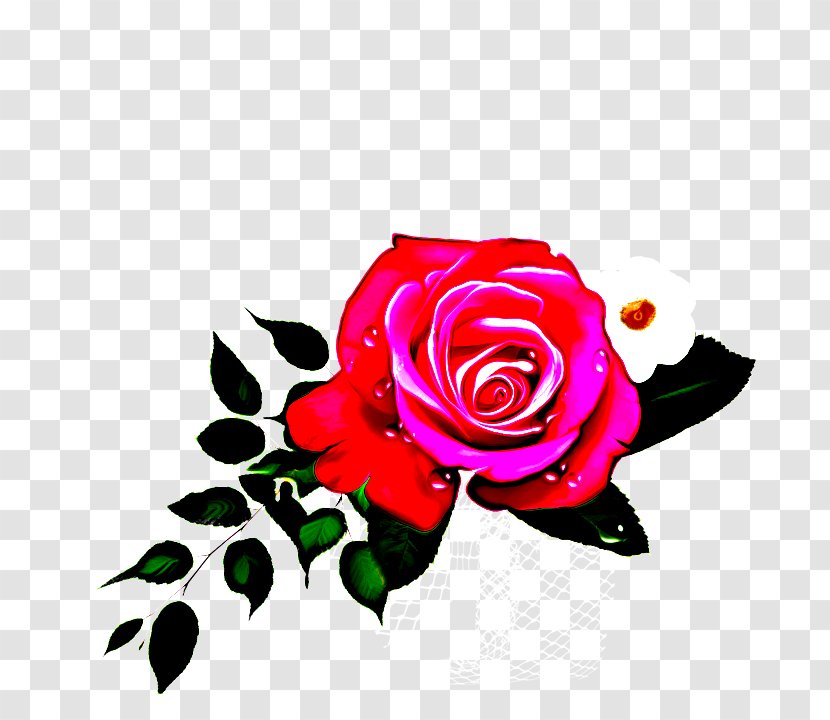 Garden Roses - Rose Family - Floribunda Order Transparent PNG