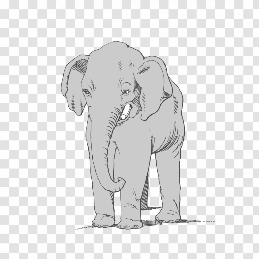 Indian Elephant - African - Snout Drawing Transparent PNG