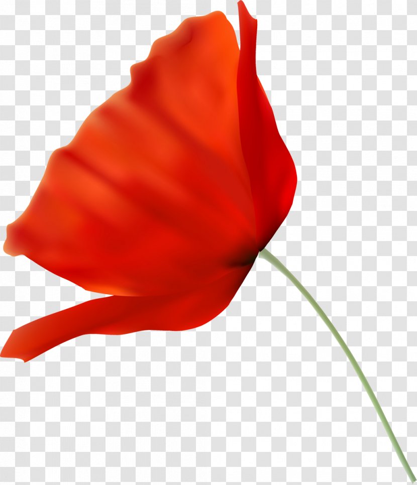 Flowering Plant Poppy Rose - Red Flower Transparent PNG