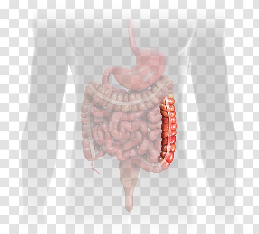 Jejunum Small Intestine Gastrointestinal Tract Ileum - Watercolor - Touch Press Inc Transparent PNG