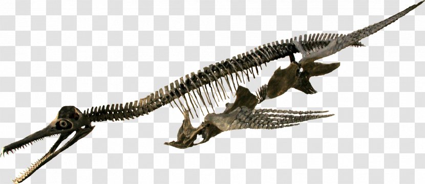 Rocky Mountain Dinosaur Resource Center Dolichorhynchops Reptile Elasmosaurus Trinacromerum - Animal Figure - Complete Triceratops Skeleton Transparent PNG
