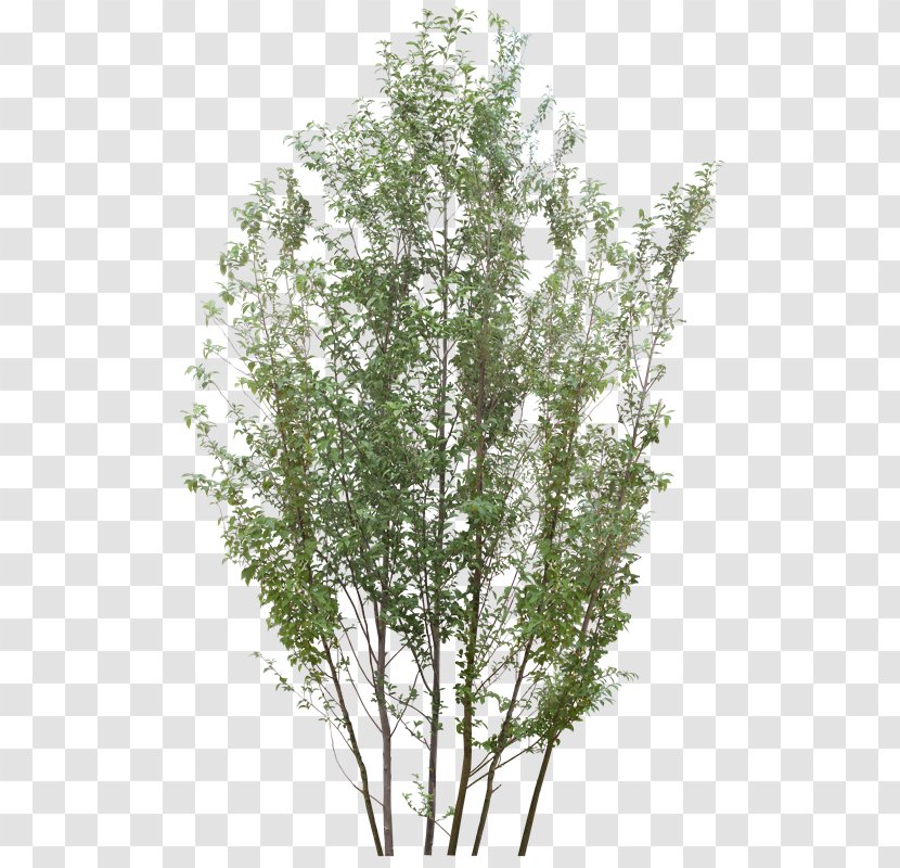 Tree PhotoScape Raster Graphics - Computer Program - Arboles Transparent PNG